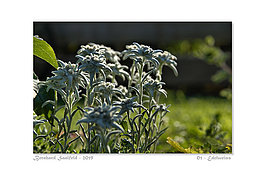 Bernhard Saalfeld - 01 - Edelweiss_800